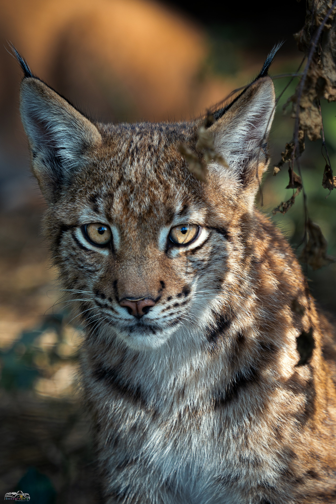 Junger_Luchs Junger_Luchs