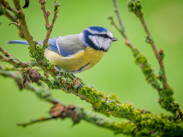 "BlueTit"
