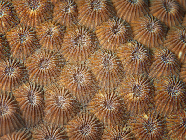 Korallenoberfläche