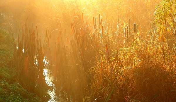 comp_00004951 a, Sonne im Schilf,.jpg