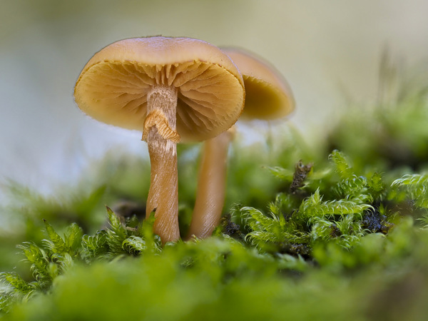 Ein Pilz kommt selten allein