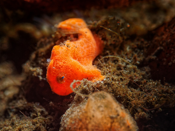 juveniler Angelerfisch