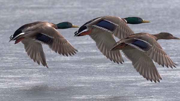 Auf der Suche nach einer Wasserstelle ...