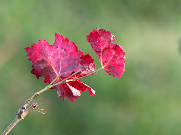 Weinblätter im Herbst