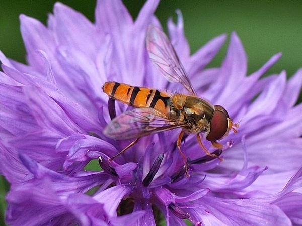 Schwebfliege.JPG