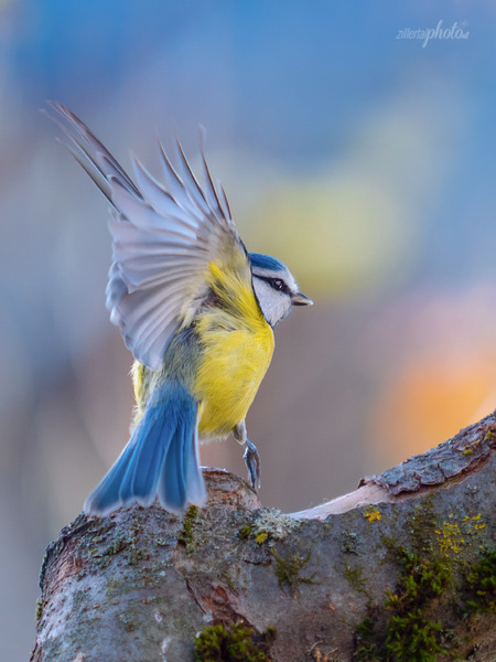 der-blaue-taenzer1.jpg