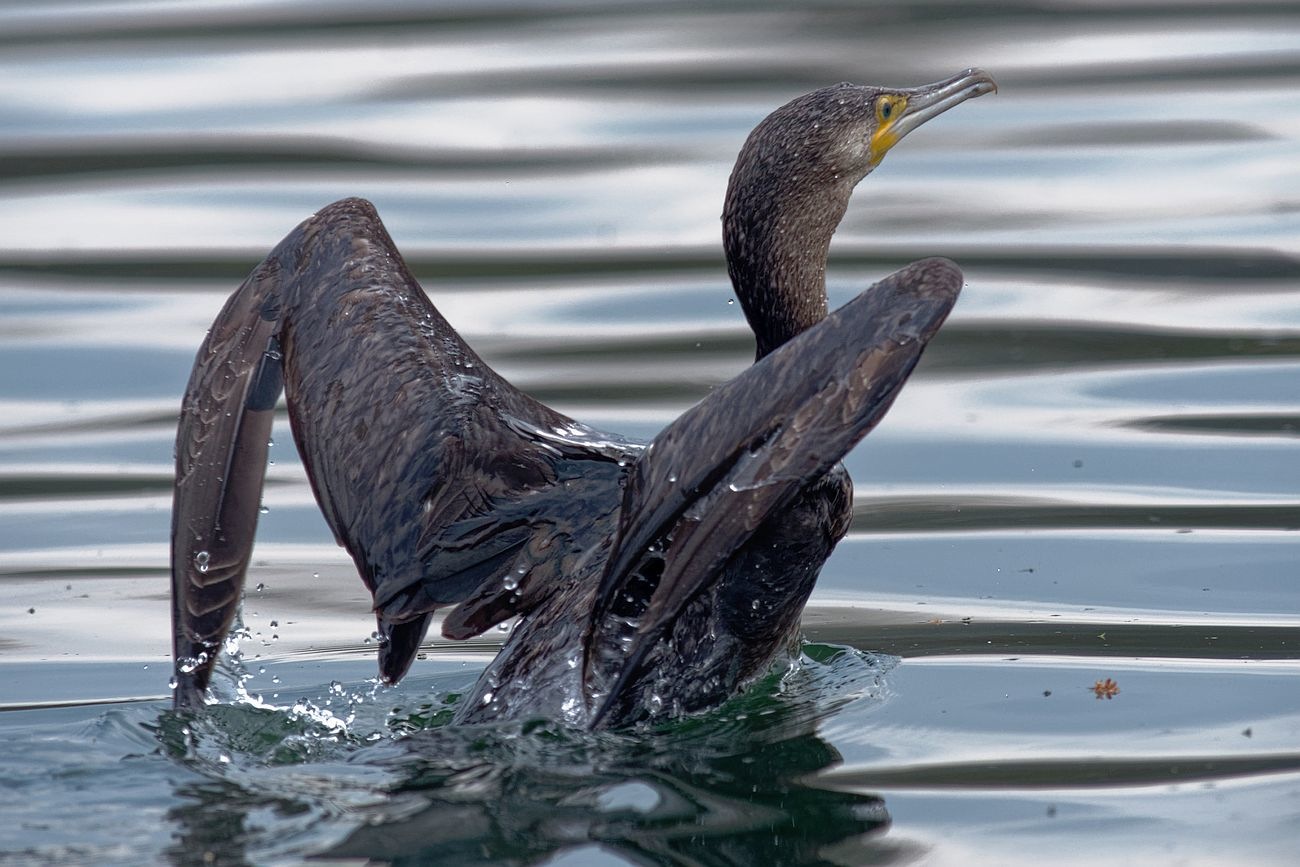 Kormoran, Wasserstart ... Kormoran, Wasserstart ...