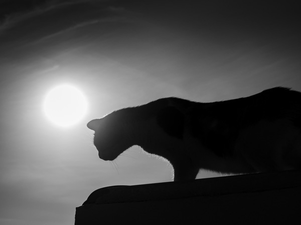 Black Panther