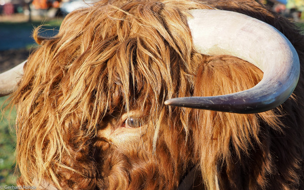 Cattle-Eye