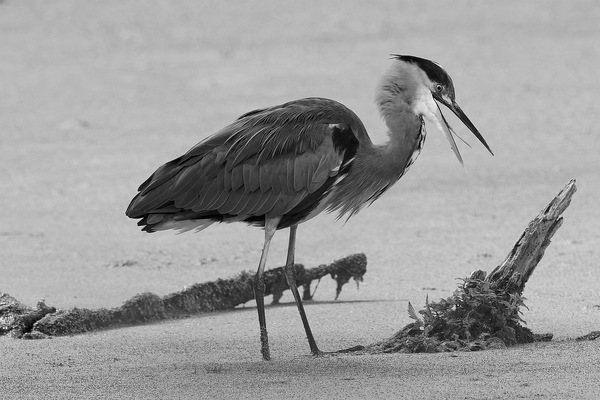 Graureiher bei der Jagd
