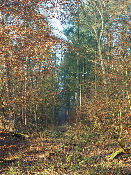 Dort wo die Wildschweine wohnen...