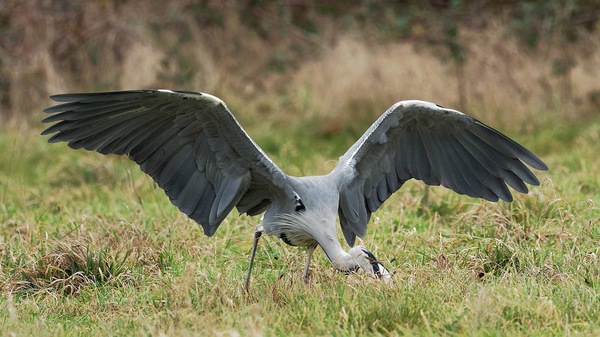 Der Feldjäger: Zugriff (1)