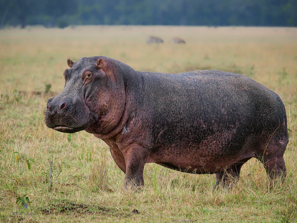 Nilpferdbeine
