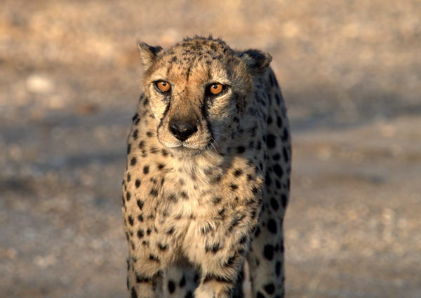 102-Namibia 19.09.2019 18-10-50.ORF.JPG