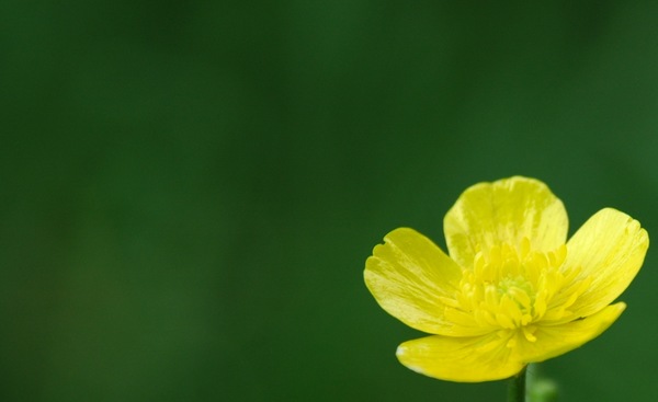 Butterblume im Sommer