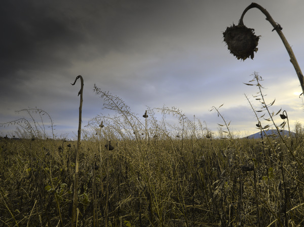 Sonnenblumen im Winter