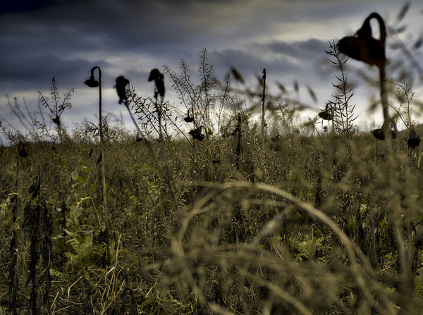 Sonnenblumen im Winter