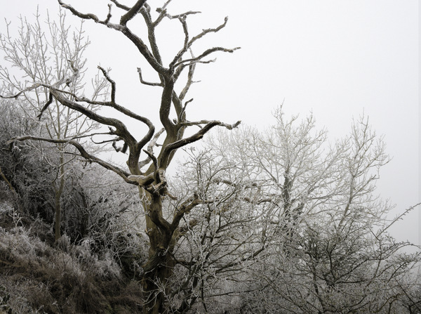 Naked Tree