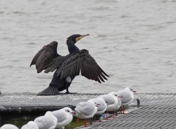 Kormoran am Aasee