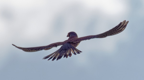 Turmfalke im Rüttelflug