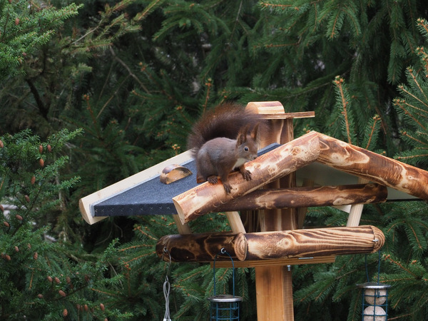 Gast am Vogelfutterhaus