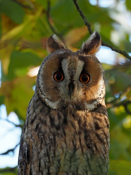 ...Augen....Blick mal ;)