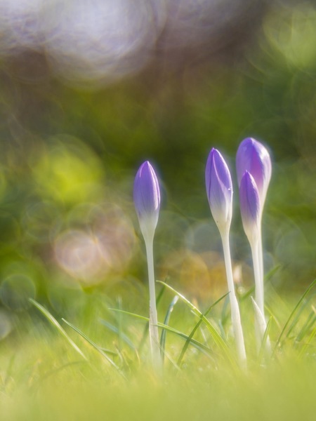 Vorfrühling
