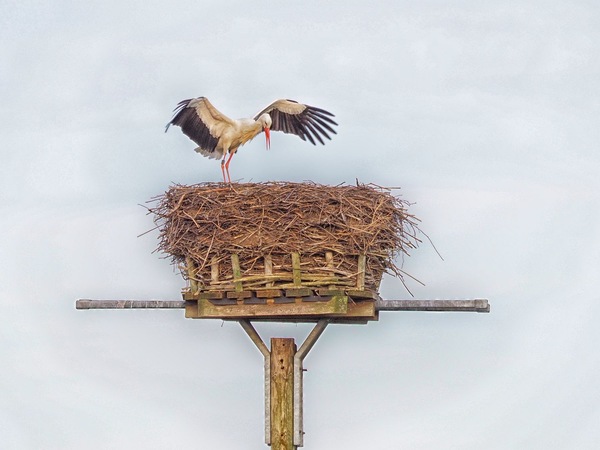 Storch