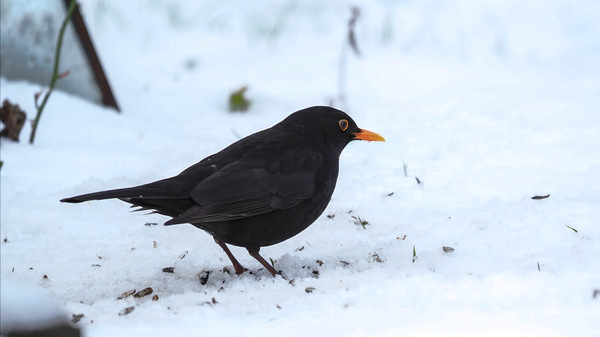 Amsel im Schnee (1 von 1).jpg