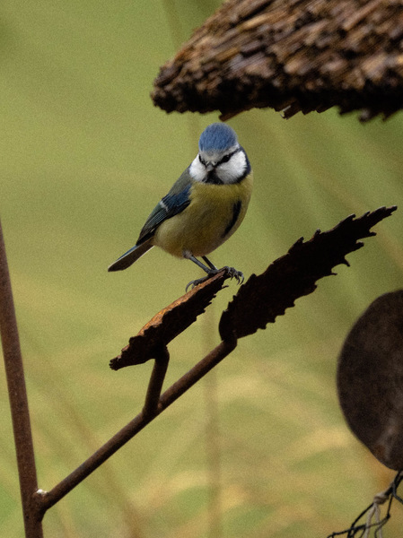 Blaumeise 2 (1 von 1).jpg