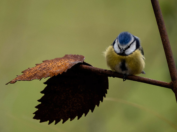 Blaumeise (1 von 1).jpg
