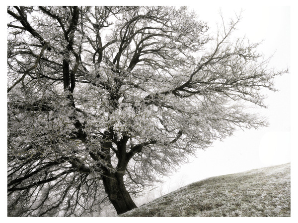 Alte Eiche