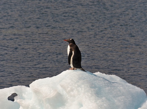 Eselspinguin hält Ausschau