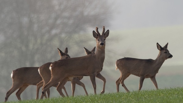 Rehwild: Sprung mit Bock auf freier Flur