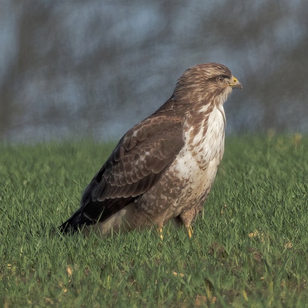 Mäusebussard bei der Beutesuche am Boden