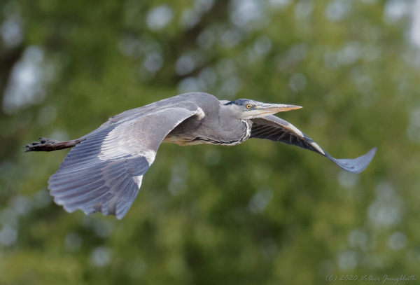 Graureiher (Ardea cinerea) / BIF mFT