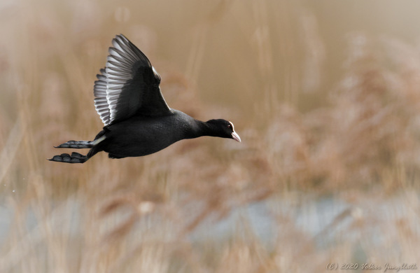 Blässhuhn (Fulica atra) / BIF - mFT