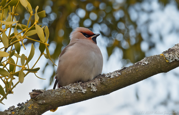 Seidenschwanz (Bombycilla garrulus)