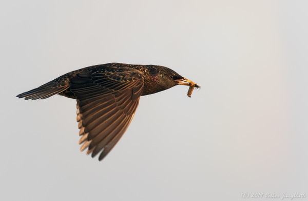 Star (Sturnus vulgaris) / BIF (mFT)