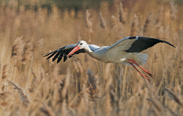 Weißstorch (Ciconia ciconia) / BIF - mfT