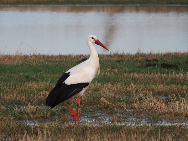 storch1.jpg