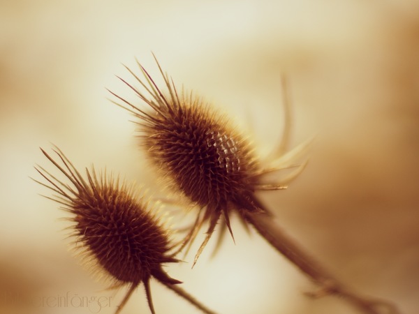 Kamlan 50mm F1.1.jpg