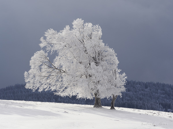 Winter 05.jpg