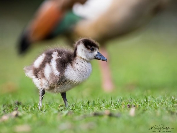 Nilgans Küken