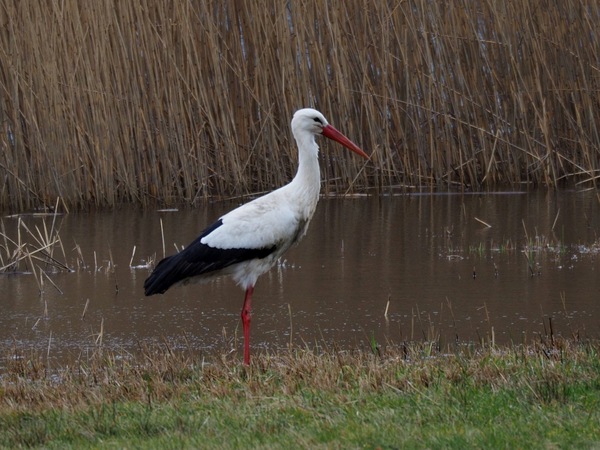Storch 2020.JPG