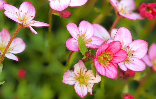 Steinbrech (Saxifraga)
