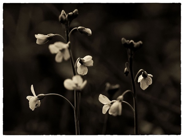 Blüten