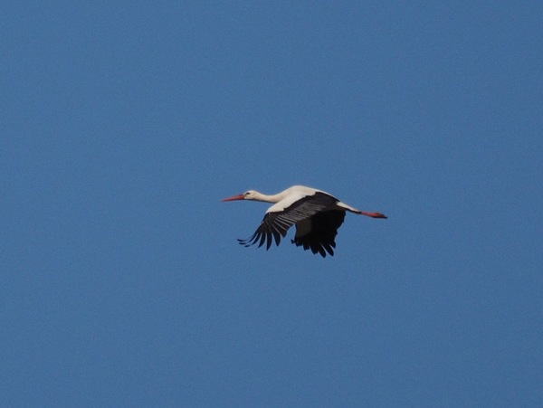 Flugstudie