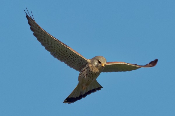 Turmfalke im Jagdmodus ...