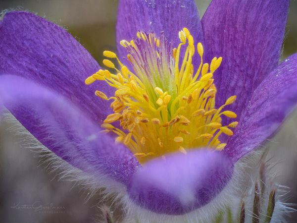 Pulsatilla-Herz